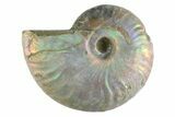 Silver Iridescent Ammonite (Cleoniceras) Fossil - Madagascar #346744-1